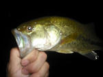 110706.28.syn.JPG