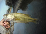 120412.29.syn.JPG