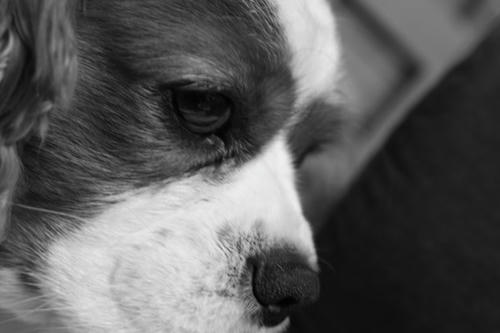 IMG_0952.jpg