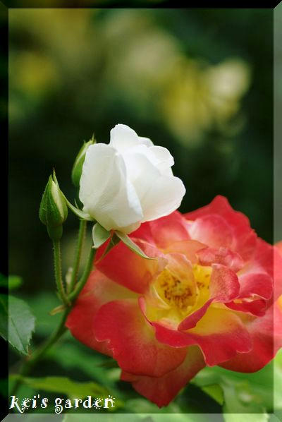 6c791a6c.JPG
