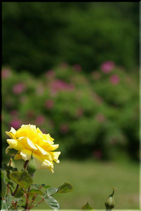 fd330132.jpg