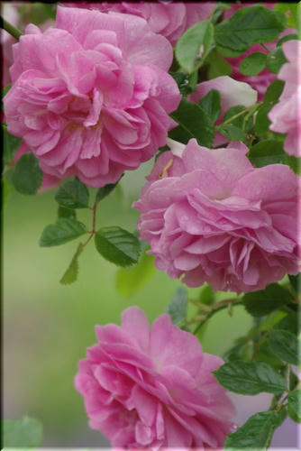 108f4f33.jpg