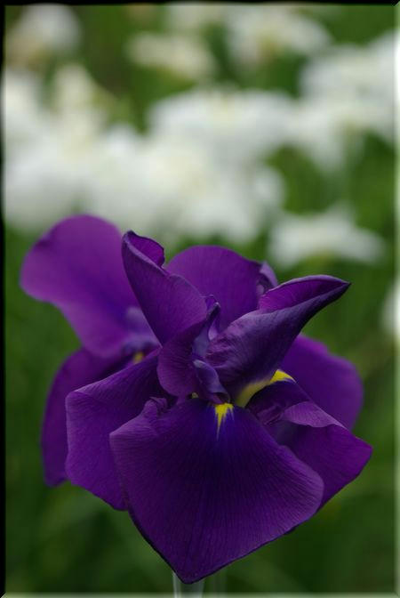774550f9.jpg