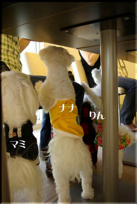 51950290.jpg