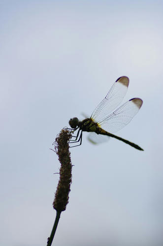 51f38311.jpg