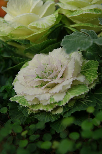 7c828f36.jpg