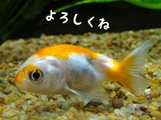 ponchu.jpg