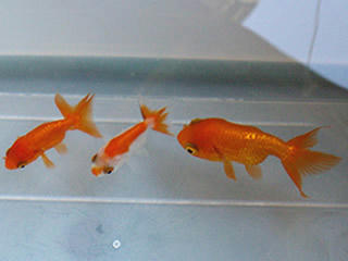 topview.jpg