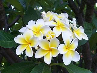 0908frangipani.jpg