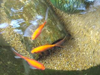 0909pond.jpg