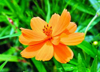 江ヶ崎城のコスモス