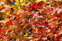 カエデの紅葉