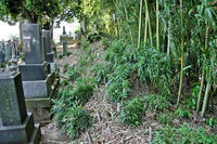 曹洞宗泉通寺の土塁状地形