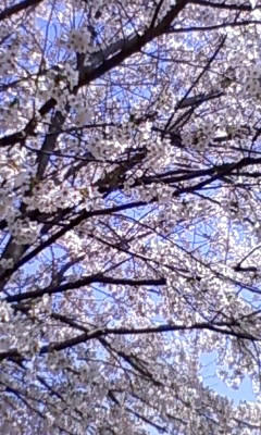 桜。