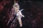DANTE'S INFERNO_5