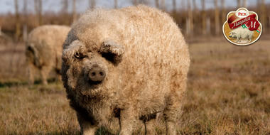 mangalica_eyecatch.jpg