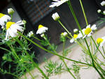 DSC01920.JPG