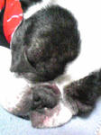 Image386.jpg
