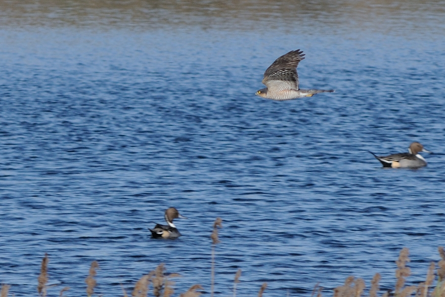 風を切り裂いて飛ぶハイタカ