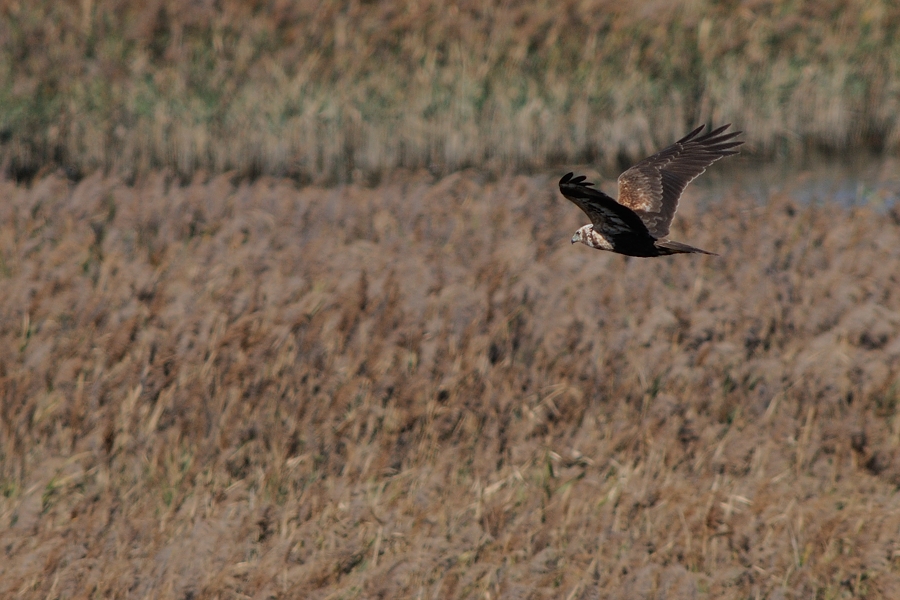 南港野鳥園にて。葦原の鷹・チュウヒ