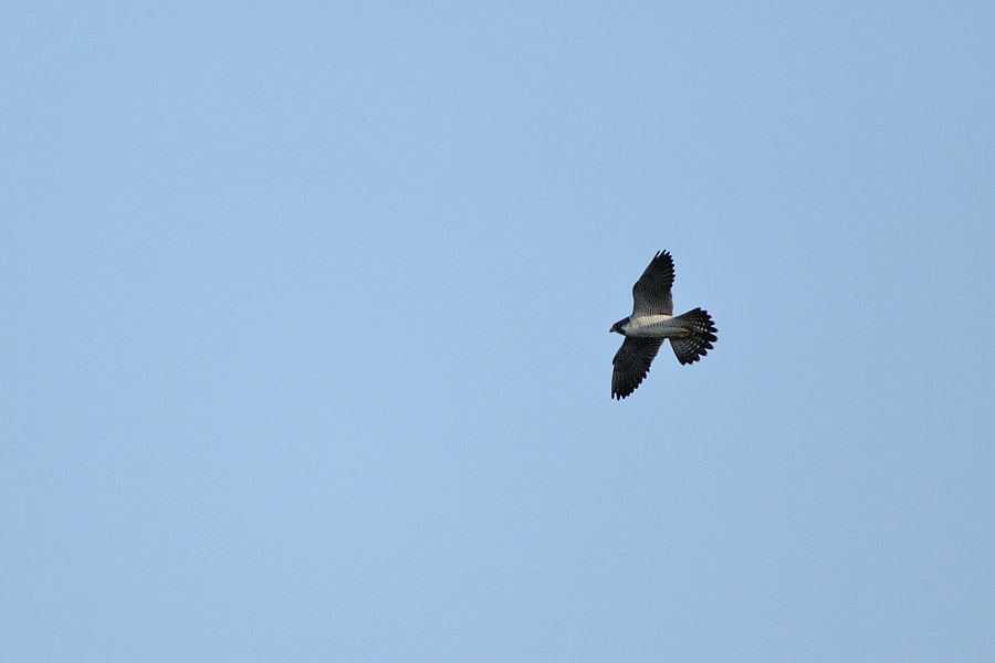南港野鳥園上空に現れたハヤブサ