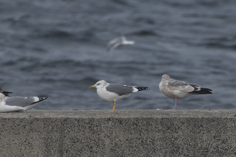 足の色が黄色っぽいタイミルセグロカモメ