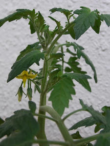 RIMG2918_R.JPG