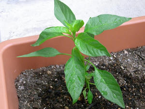 RIMG2948_R.JPG