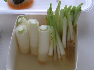 再生ねぎ01