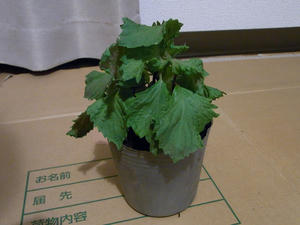 大葉（青しそ）