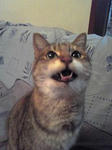 neko1.JPG