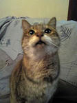 neko2.JPG