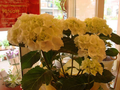 DSC00359.JPG