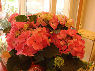 DSC00364.JPG