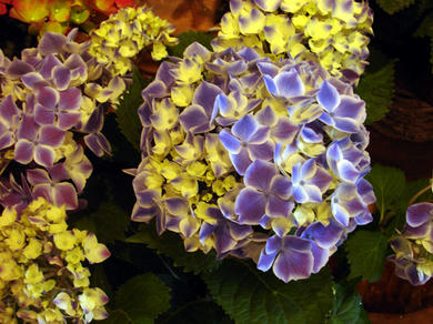 DSC00405-s.jpg