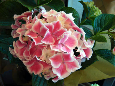 DSC00408-s.jpg