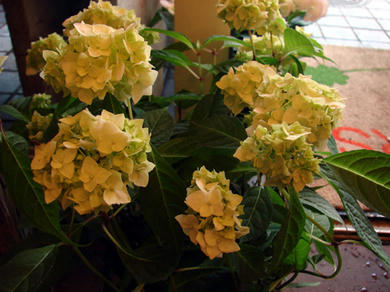 DSC00413-s.jpg