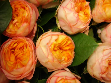 DSC00426.JPG