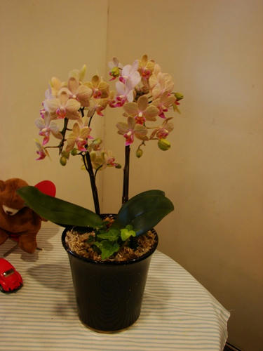 DSC00459.JPG
