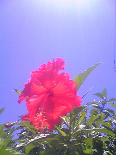 7c7b504cjpeg
