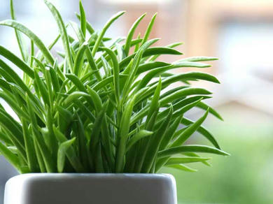 green.jpg