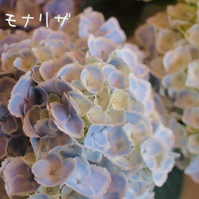 紫陽花　モナリザ