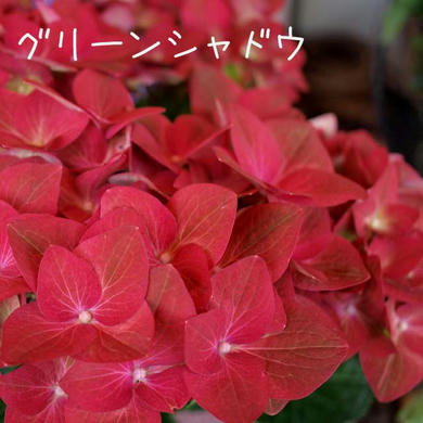 紫陽花　グリーンシャドウ