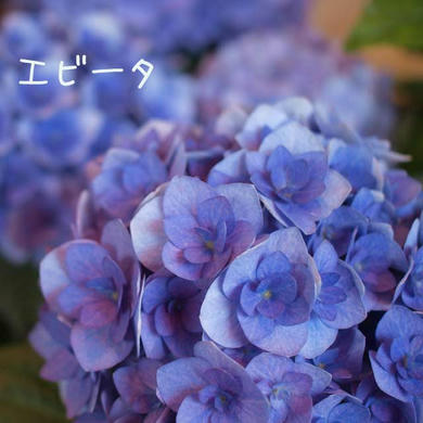 紫陽花　エビータ