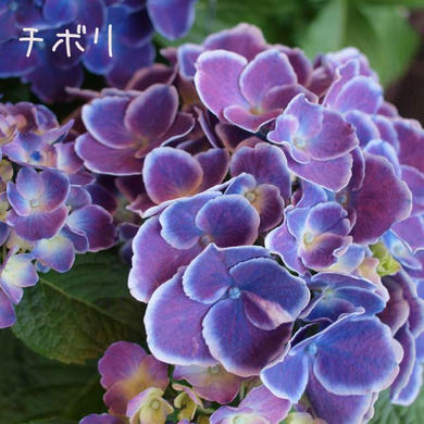 紫陽花　チボリ