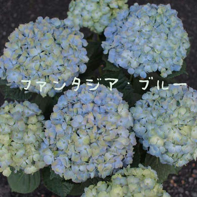70807aee.jpg