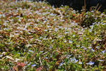 2008spring.JPG