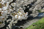 sakura08.JPG