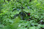 sanpo0429_3.JPG