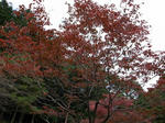 koyo00.jpg